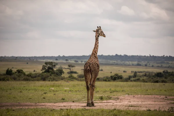 Giraffe Walking Grasslands Kenya — Stock Photo, Image