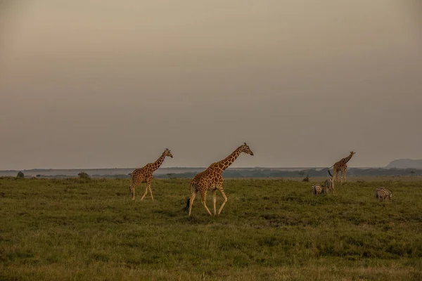 Girafa Caminhando Pelas Pastagens Quênia — Fotografia de Stock