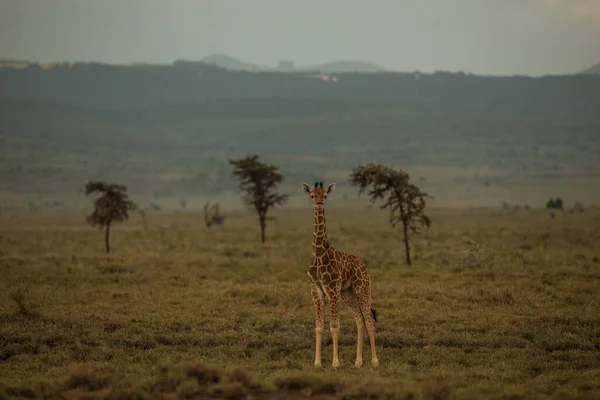 Kenya Daki Çayırlarda Yürüyen Zürafa — Stok fotoğraf