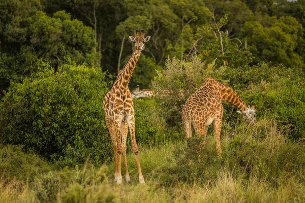 Girafa Caminhando Pelas Pastagens Quênia — Fotografia de Stock