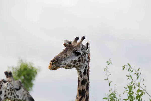 Giraff Promenader Genom Gräsmarker Kenya — Stockfoto