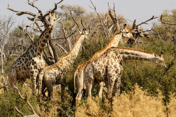 Giraffe Walking Grasslands Kenya — Stock Photo, Image