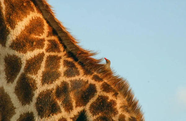 Giraffe Walking Grasslands Kenya — Stock Photo, Image