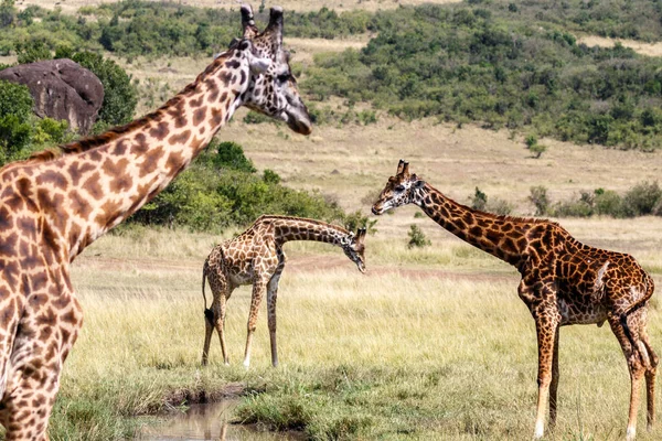 Zsiráf Sétál Kenyai Füves Területeken — Stock Fotó