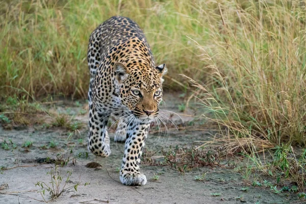 Leopard Hunting Masai Mara Kenya — Stock Photo, Image