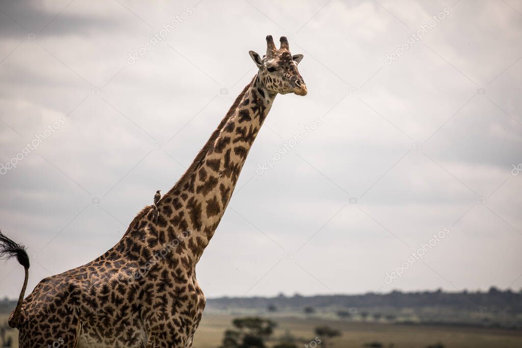 Giraffe walking through the grasslands in Kenya