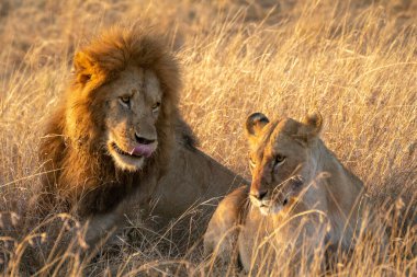 Masai Mara 'nın en güzel aslanı.