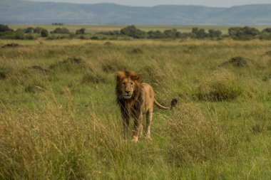 Masai Mara 'nın en güzel aslanı.
