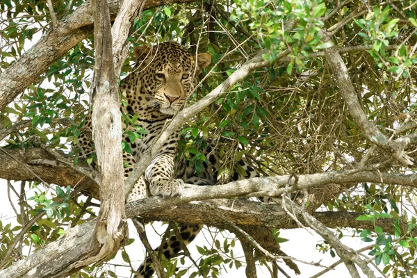 Leopardo Durante Caça Masai Mara Quênia — Fotografia de Stock