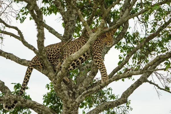 Leopardo Durante Caça Masai Mara Quênia — Fotografia de Stock