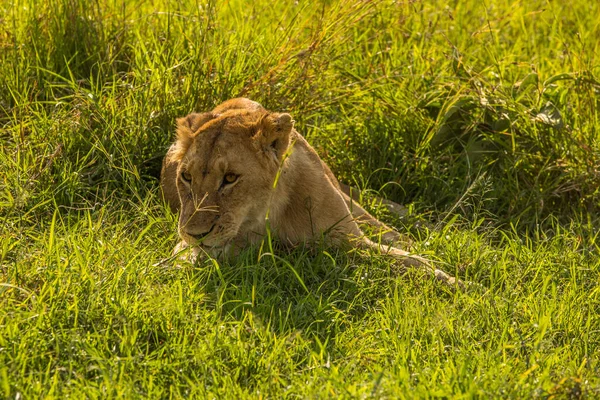 Leão Mais Bonito Masai Mara — Fotografia de Stock