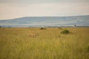 Masai Mara 'nın en güzel aslanı.
