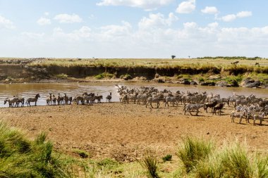 Afrika bozkırında zebra sürüsü.