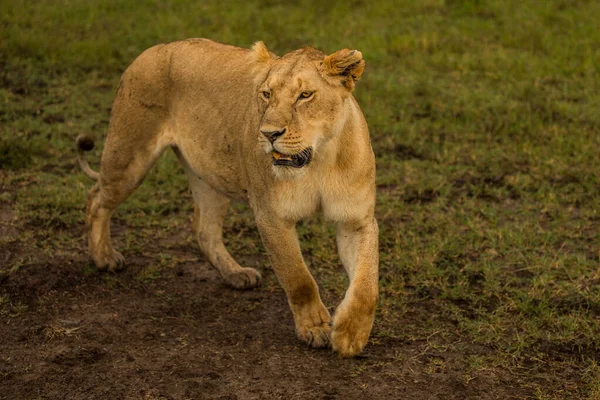 Πιο Όμορφο Λιοντάρι Της Masai Mara — Φωτογραφία Αρχείου