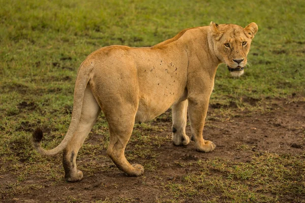 Beau Lion Masai Mara — Photo