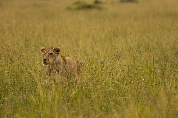 Masai Mara Legszebb Oroszlánja — Stock Fotó
