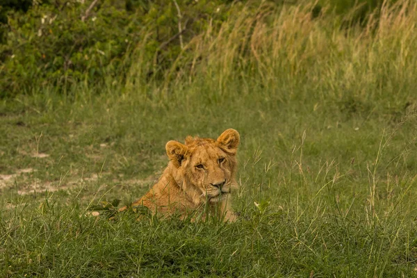 Leão Mais Bonito Masai Mara — Fotografia de Stock