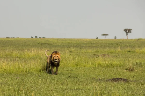 Masai Maras Vackraste Lejon — Stockfoto