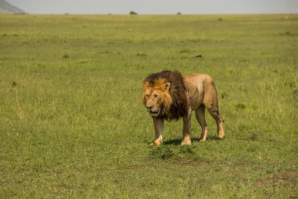 Most Beautiful Lion Masai Mara — Stock Photo, Image