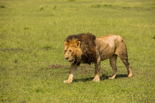 Leão Mais Bonito Masai Mara — Fotografia de Stock