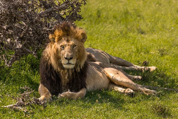 Leone Più Bello Della Masai Mara — Foto Stock