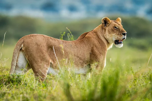 Masai Mara Nın Güzel Aslanı — Stok fotoğraf