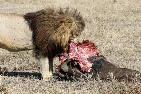 Der Schönste Löwe Der Masai Mara — Stockfoto