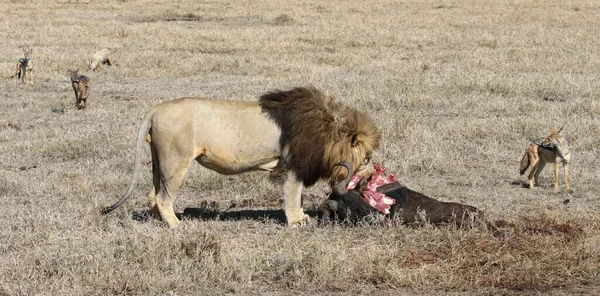 Leão Mais Bonito Masai Mara — Fotografia de Stock