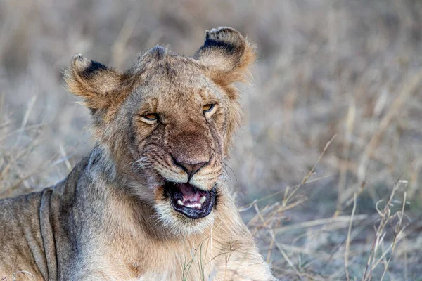 Der Schönste Löwe Der Masai Mara — Stockfoto