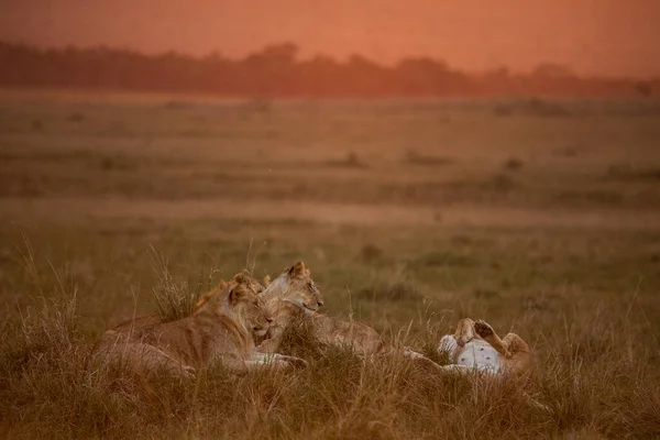 Der Schönste Löwe Der Masai Mara — Stockfoto