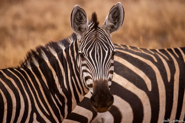 Zebraherde Der Afrikanischen Savanne — Stockfoto