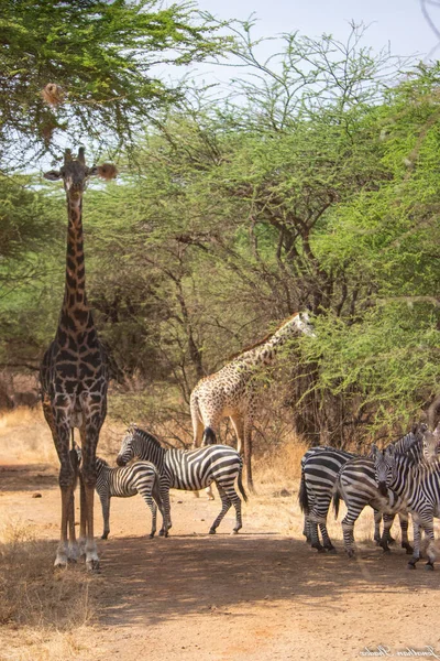 Herd Van Zebra Afrikaanse Savanne — Stockfoto