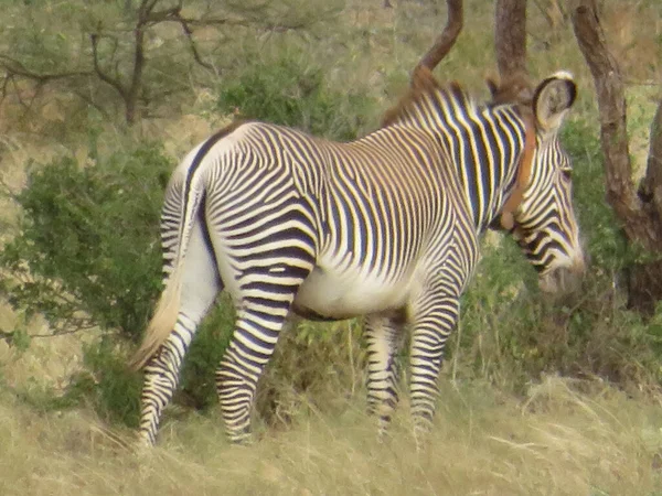 Rebanho Zebras Savana Africana — Fotografia de Stock