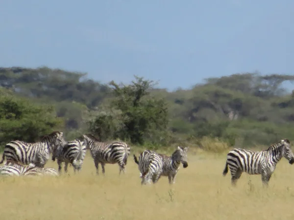 Stádo Zebry Africké Savaně — Stock fotografie