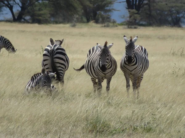 Herd Zebras African Savannah — Stock Photo, Image