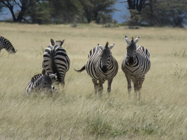 Troupeau Zèbres Sur Savane Africaine — Photo