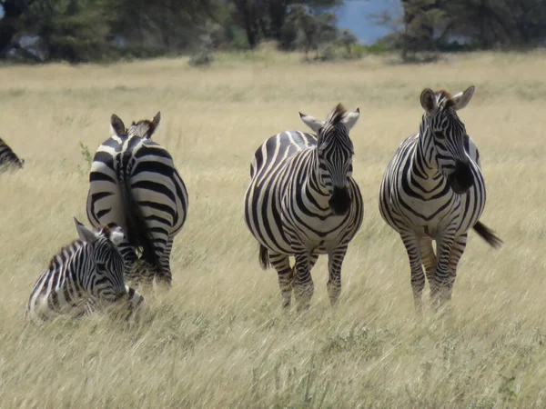 Zebracsorda Afrikai Szavannán — Stock Fotó