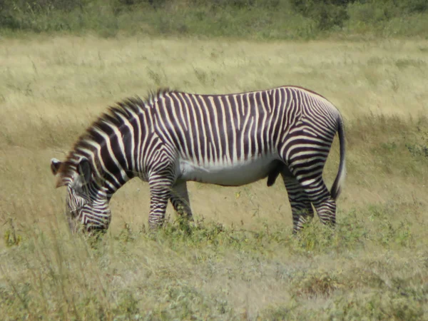 Stado Zebr Afrykańskiej Sawannie — Zdjęcie stockowe