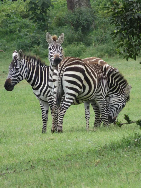 Rebanho Zebras Savana Africana — Fotografia de Stock