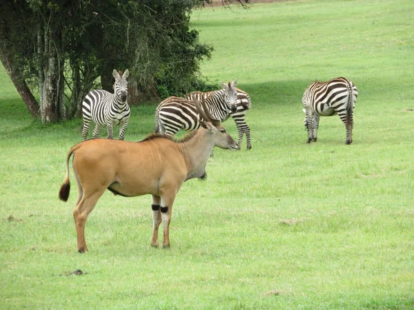 Rebanho Zebras Savana Africana — Fotografia de Stock