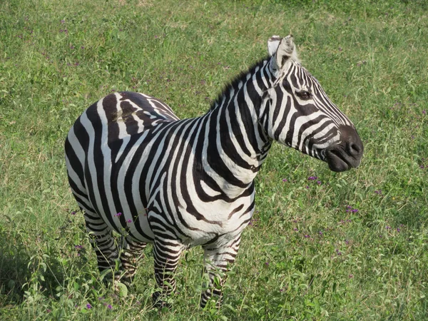 Rebanho Zebras Savana Africana — Fotografia de Stock
