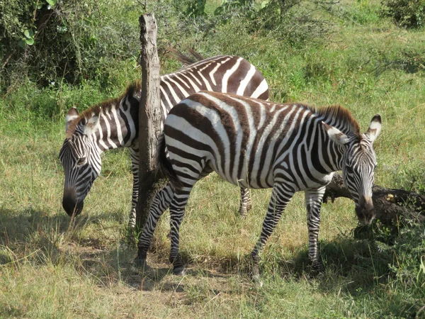 Rebanho Zebras Savana Africana — Fotografia de Stock
