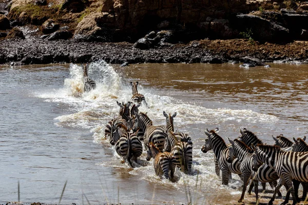 Manada Cebras Sabana Africana — Foto de Stock