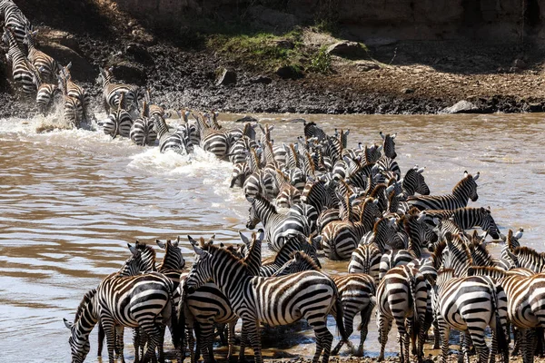 Zebraherde Der Afrikanischen Savanne — Stockfoto