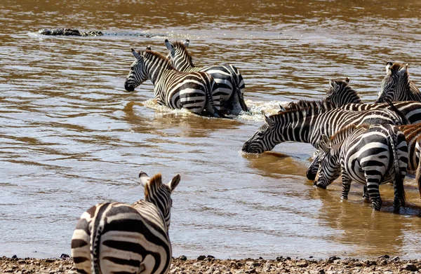 Afrika Bozkırında Zebra Sürüsü — Stok fotoğraf