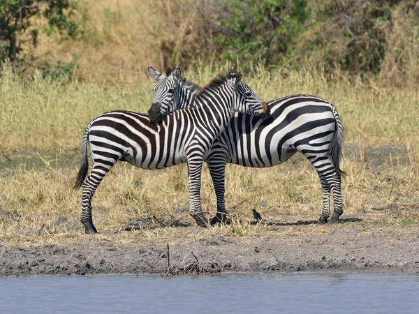 Branco Zebre Sulla Savana Africana — Foto Stock