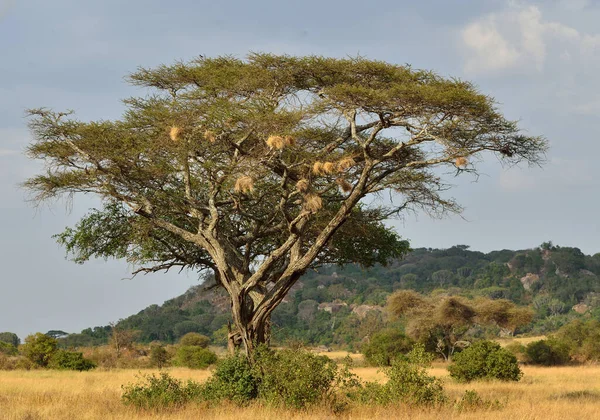 African Savannah Landscape Tsavo East National Park Kenya — Stock Photo, Image