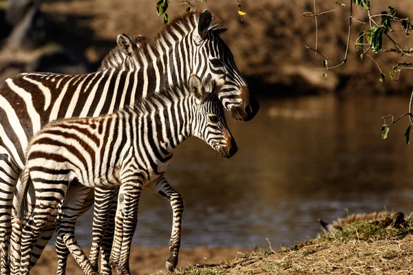 Herd Van Zebra Afrikaanse Savanne — Stockfoto