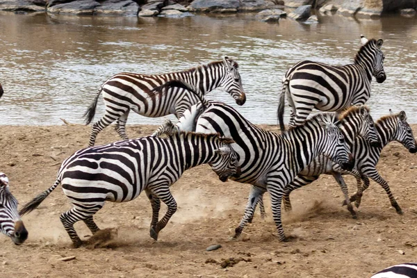 Troupeau Zèbres Sur Savane Africaine — Photo