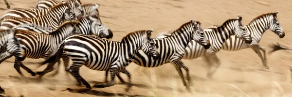 Troupeau Zèbres Sur Savane Africaine — Photo